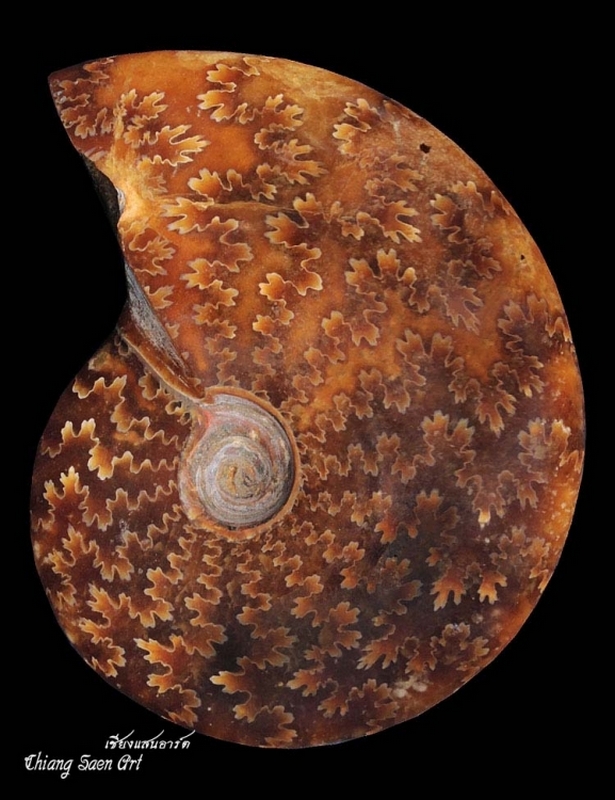 หอยงวงช้างโบราณ AMMONITE จัมโบ้