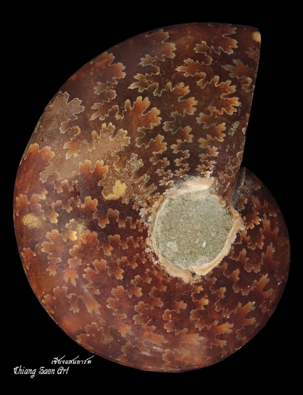 หอยงวงช้างโบราณ AMMONITE ตัวเล็ก 