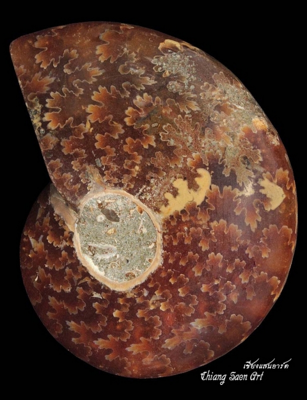 หอยงวงช้างโบราณ AMMONITE ตัวเล็ก 